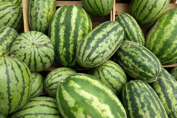 Many big sweet green watermelons in market