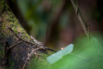 skink or scincoid lizard,Thailand