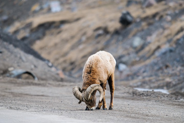 Rocky Mountain Big Horned Sheep