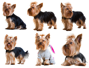 Set of  Yorkshire Terriers