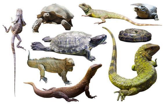 set of reptiles isolated