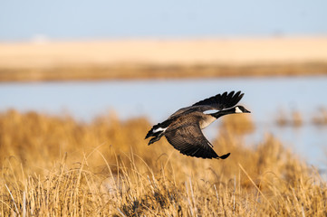 Naklejka premium Canada Goose (Branta canadensis)
