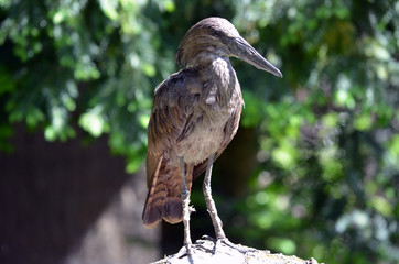 Oiseau gris - Ombrette du Sénégal