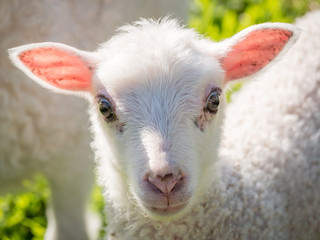 White Lamb © Mats