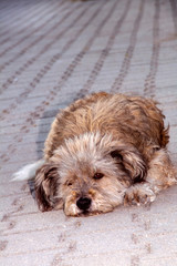 Faithful dog lying down on the pavement with a sad expression waiting for his owner to come home