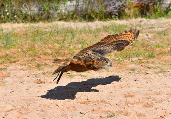 Gufo in volo 