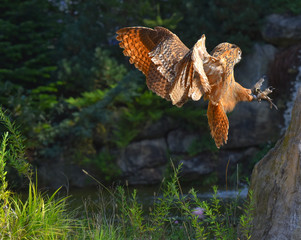 Gufo reale in fase di atterraggio sul sasso