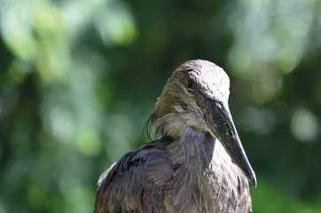 Oiseau gris sur fond vert - Ombrette du Sénégal