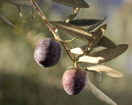 2 olives noires