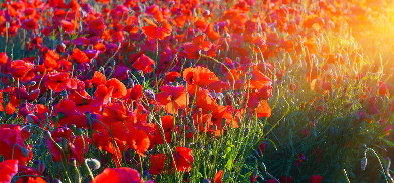 Poppies