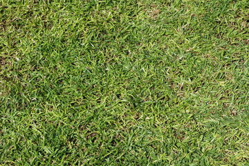 Textura fondo Césped natural hierba.