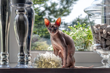 Sphinx cat