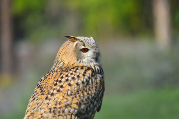 Gufo siberiano in primo piano