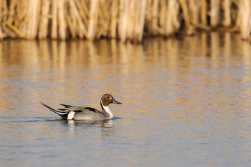 Northern Pintail (Anas acuta)