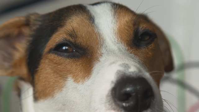 Small dog breed Jack Russell Terrier looking at the camera and blinks slowly. Closeup