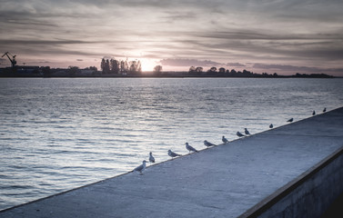 Sunset on river with pigeons