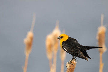 Yellow-headed Blackbird (Xanthocephalus xanthocephalus).