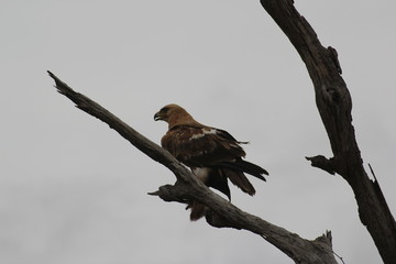 Bird perching