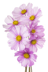 cosmos flower