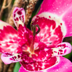 Floral Grappling Hook