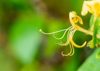 Honeysuckle