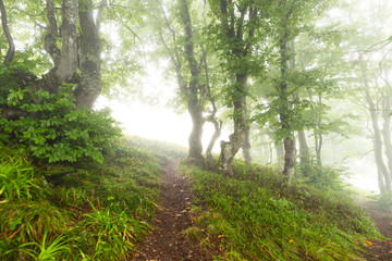 Naklejka premium Trail in the woods vanishing in the mist