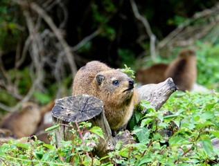 Naklejka na ściany i meble Neugieriger Klippschliefer/Ein neugieriger Klippschliefer im Tsitsikamma Nationalpark in Südafrika 