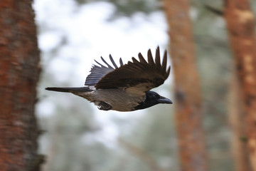 crow in flight between the trees