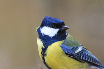 bird hipster yellow and black