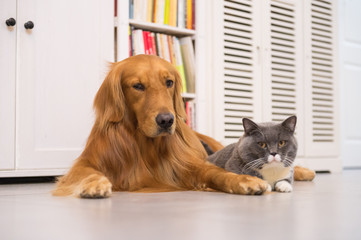 Dogs and cats, taken indoors