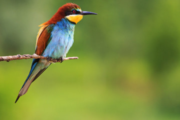 paradise bird sitting on a branch   green background