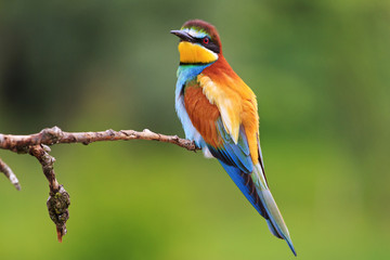 colored bee eater sitting on a branch   green background