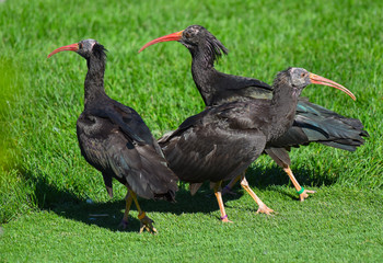 Tre ibis eremita sul prato che osservano