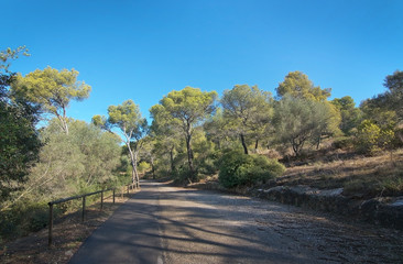 Fresh Bellver forest