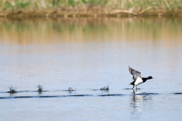 Lesser Scaup (Aythya affinis)