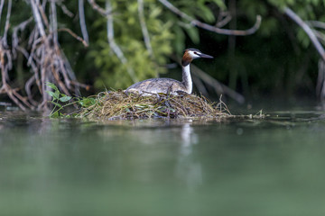 Podiceps cristatus