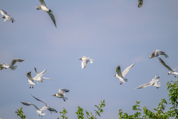 seagull