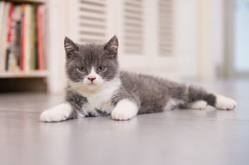 British Shorthair, kitten, shot indoors