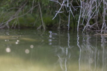 Podiceps cristatus