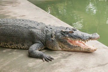 Huge crocodile drying skin on the ground #2