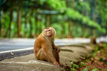 Cute monkey sits near road in Thailand