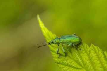 Curculionidae