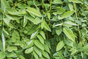 Sophora japonica tree. tree leaves. Acacia. Background of green leaves