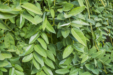 Sophora japonica tree. tree leaves. Acacia. Background of green leaves