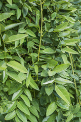 Obraz premium Sophora japonica tree. tree leaves. Acacia. Background of green leaves