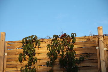Gartenzaun mit Wein zugewachsen