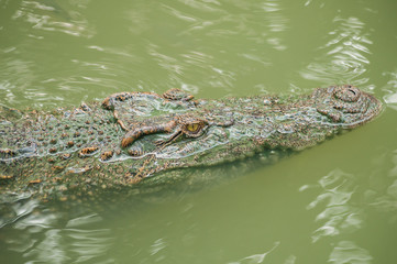 Close up of a crocodile head in water