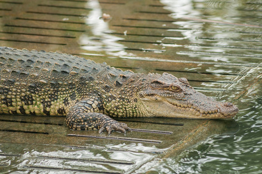 A crocodile on the wet ground #2