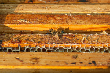 Close up view of the bees swarming on a honeycomb.