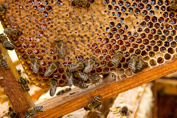 View of the working bees on the honeycomb with sweet honey.